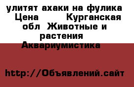 улитят ахаки на фулика › Цена ­ 10 - Курганская обл. Животные и растения » Аквариумистика   